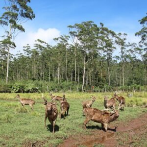 camping di Bandung
